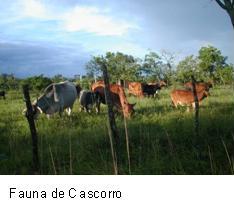 Fauna de Cascorro.JPG