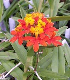 Epidendrum.jpg