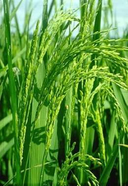 Oryza sativa.jpg