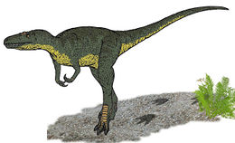 Nanotyrannus lancensis.JPG