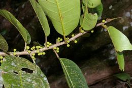 Ficus schippii.jpg