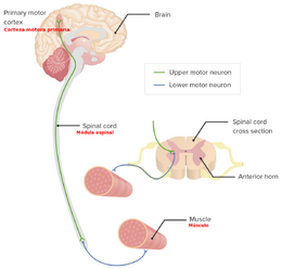 Neuronamotora.png