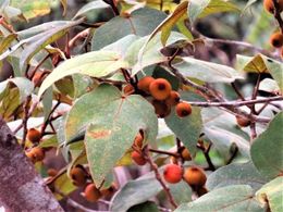 Ficus eumorpha.jpg