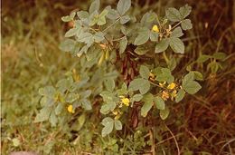 Crotalaria axillaris 3.jpg