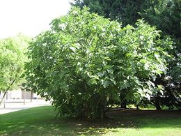 Ficus carica.JPG