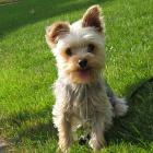 Yorkshire-Terrier