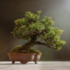 Branching-Strategien: Die richtige Git-Bonsai-Kunst