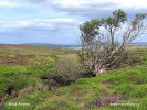 Nationalpark North York Moors