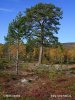 Nationalpark Stabbursdalen