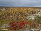 Nationalpark Varanger (Varangerhalvøya)