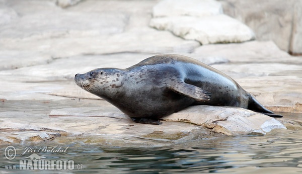 Seehund (Phoca vitulina)