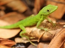 Anolis gemmosus