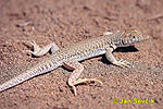 Acanthodactylus boskianus