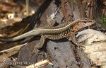 Ameiva festiva