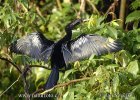 Anhinga