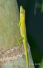 Anolis