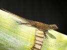 Anolis