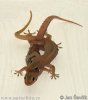 Asiatischer Hasgecko