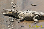 Krokodile (Crocodylia)