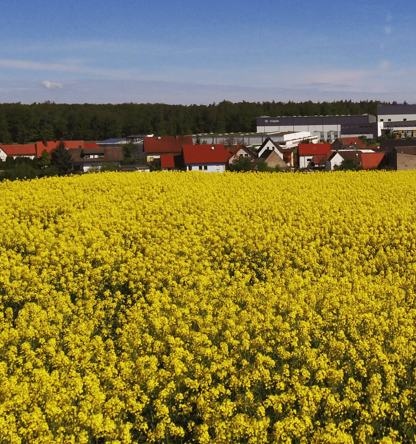 treppendorf field of flowers