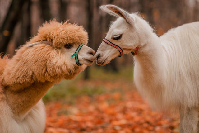 alpacas