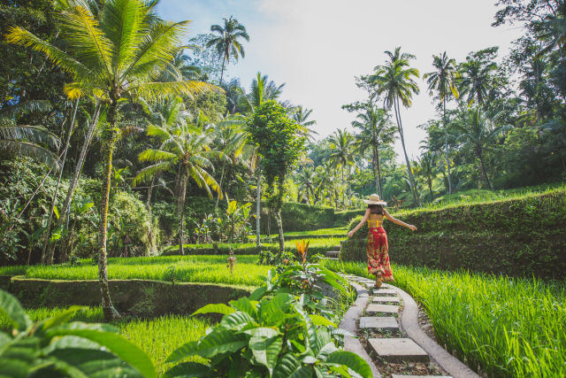 Bali, Rice Field Terrace, rice fields