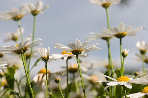 Hvide okseøjer / Margueriter / Præstekraver (Chrysanthemum Leucanthemum L.) (Juli 2006)