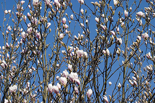 Blomstertræ i have, tæt ved Lyngby Sø