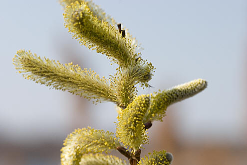 Blomst, Lyngby Sø