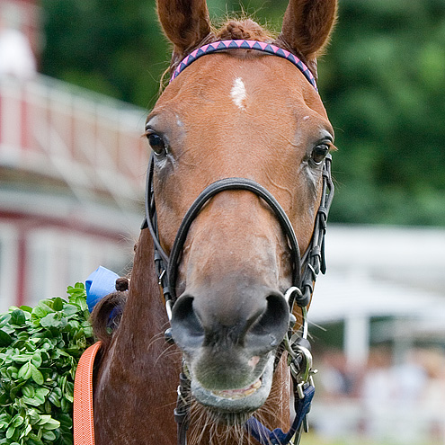 The vinner of the Derby 2005, the horse Mission Impossible.