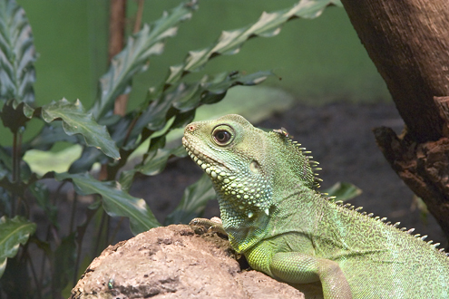 Green water dragon (Physignatus concincinus) in the Zoo