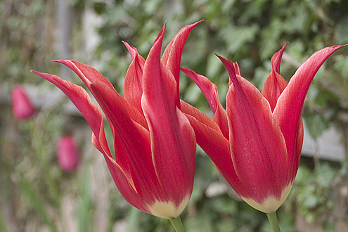 Two tulips at Ordrupgaard