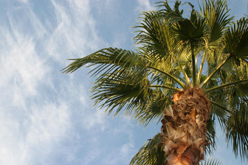 Palm view (Phoenix, Arizona).