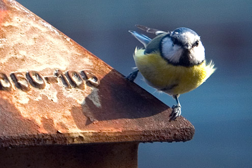 Blue Tit