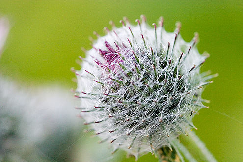 Lesser Burdock (Arctium minus Bernh.) covered in web