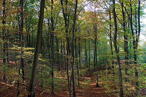 Churchwood (Kirkeskoven), Søllerød nature park