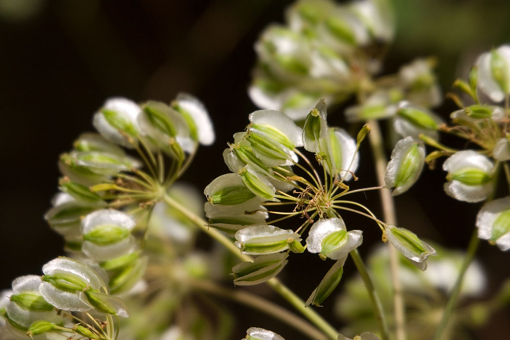 Eksempel på en - for mig - ukendt blomst/plante fra Sicilien