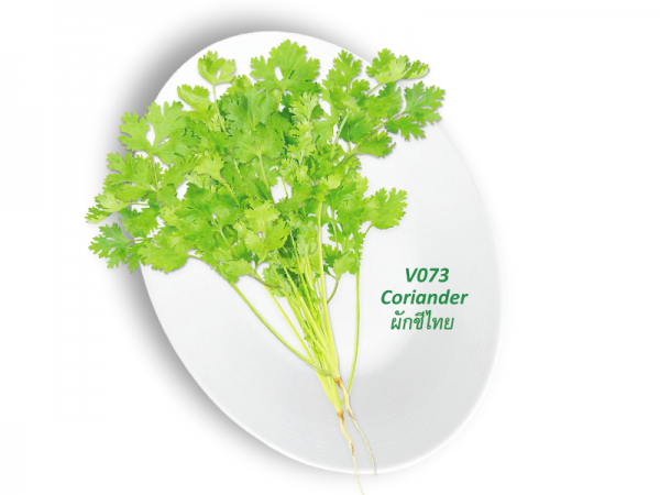 Coriander / ผักชีไทย