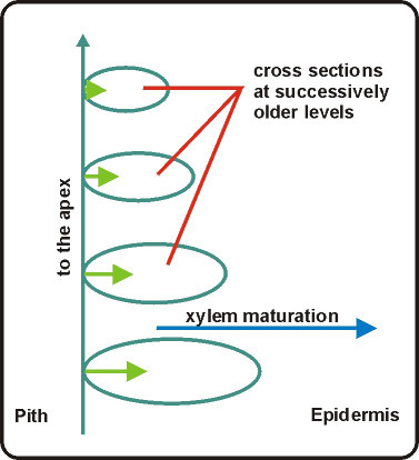 diagram of vascular maturation in cross section