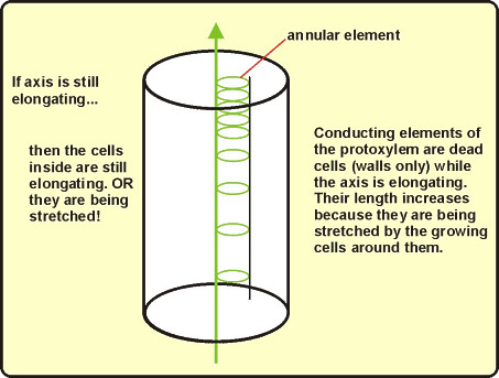 diagram of the distortion of primary xylem as a stem grows