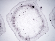 image of Coleus stem cross section