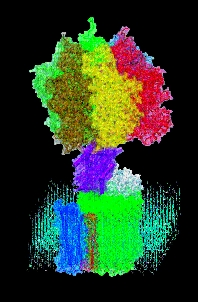 ATPase