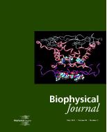 Biophysical Journal