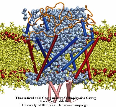 MscL Mem1 Stamped