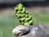 black walnut: male catkin