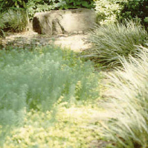 Sunlight dappled groundcover