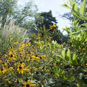 flowering coneflowers