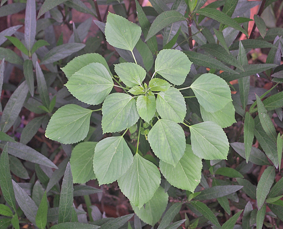 Euphorbiaceae Acalypha indica