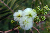 image of Acacia angustissima