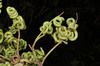 image of Acacia mangium